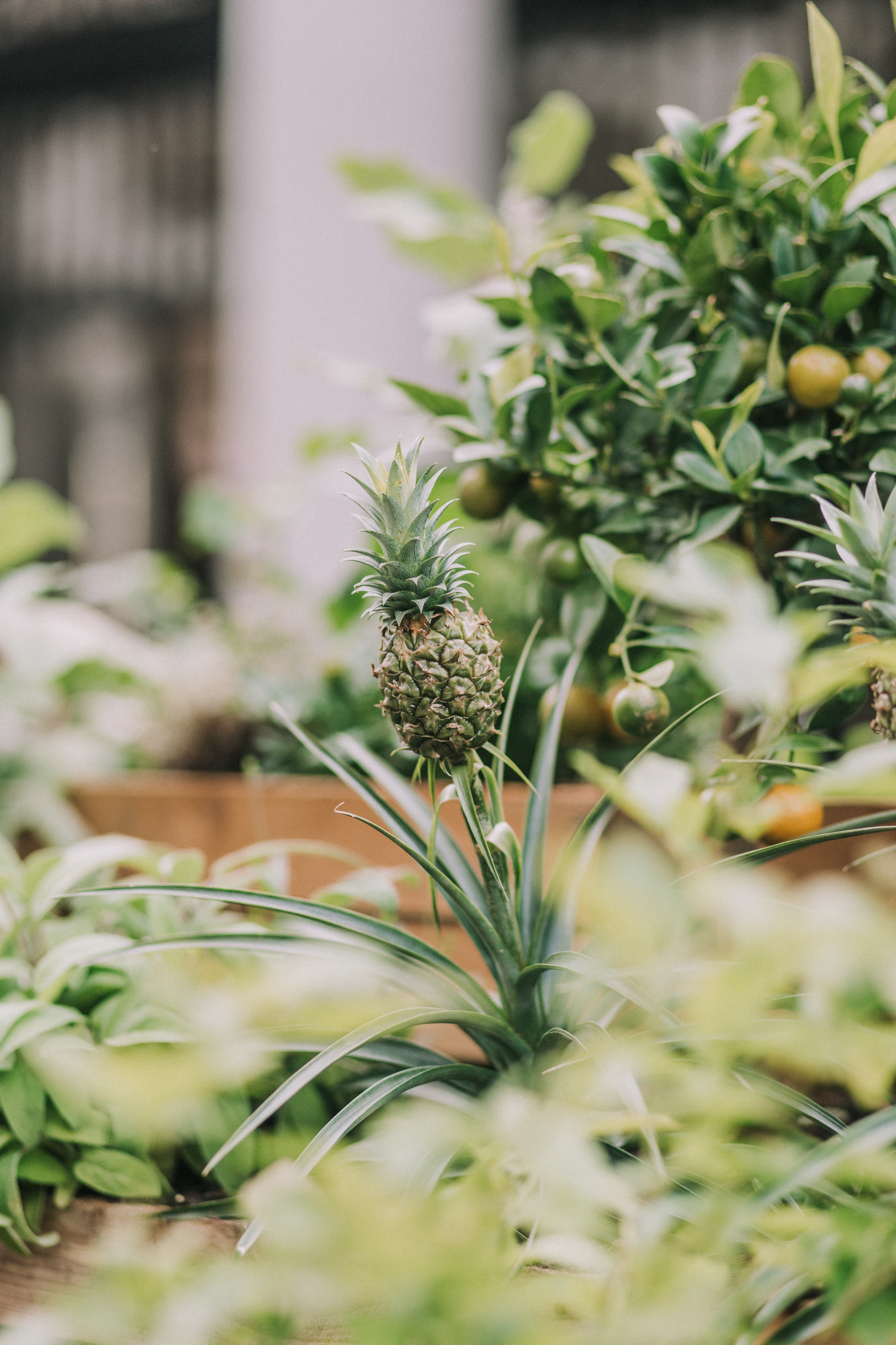 Covent Gardening Easiest Vegetables Grow Home 5801 Page 5 Image 0001