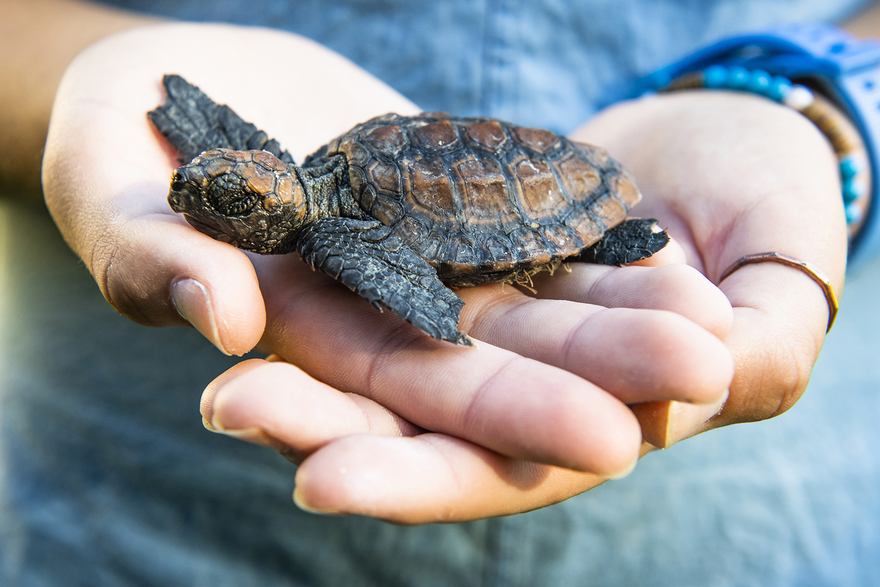 Turtle Hatchling © Peter Chadwick