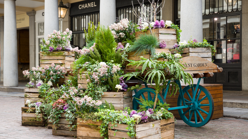 Covent Gardening Our Head Gardener Answers Your Questions 5787 Page 2 Image 0001