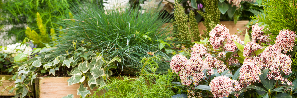 Covent Gardening Top Ten Flowers Grow Seed 5791 Page 01 Image 0001