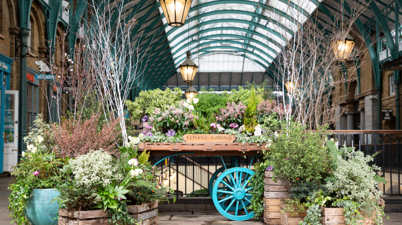 Covent Gardening Our Head Gardener Answers Your Questions 5787 Page 3 Image 0001