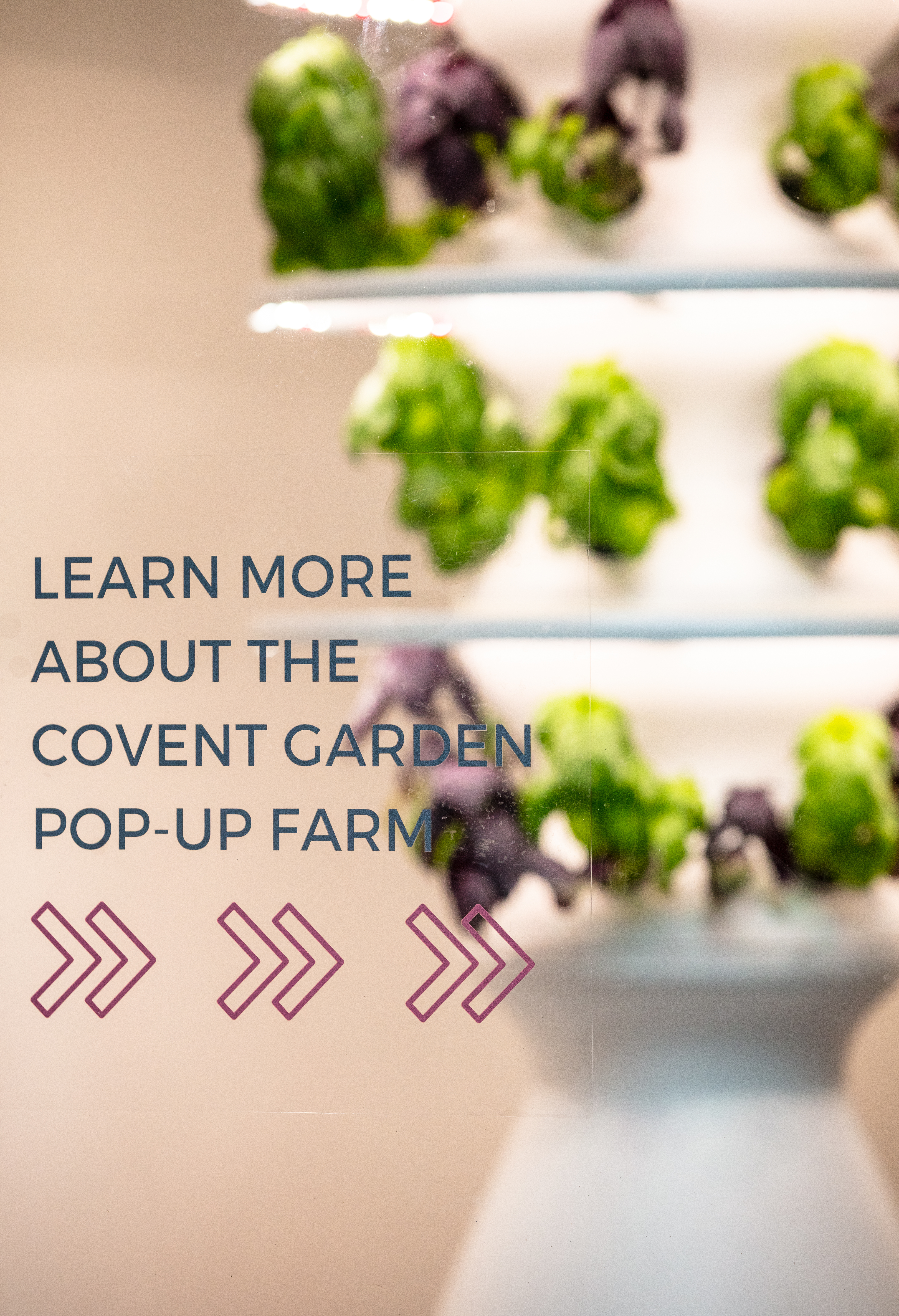 Covent Garden Square Mile Farm (3)