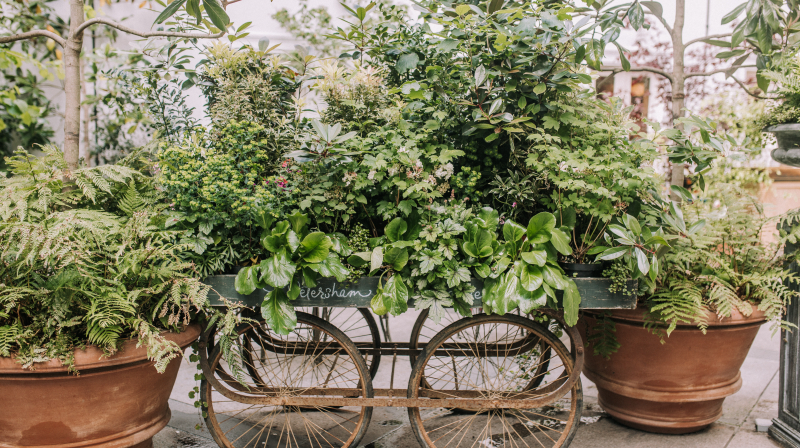 Covent Gardening 6 Easy Wins Herbs 5805 Page 2 Image 0001