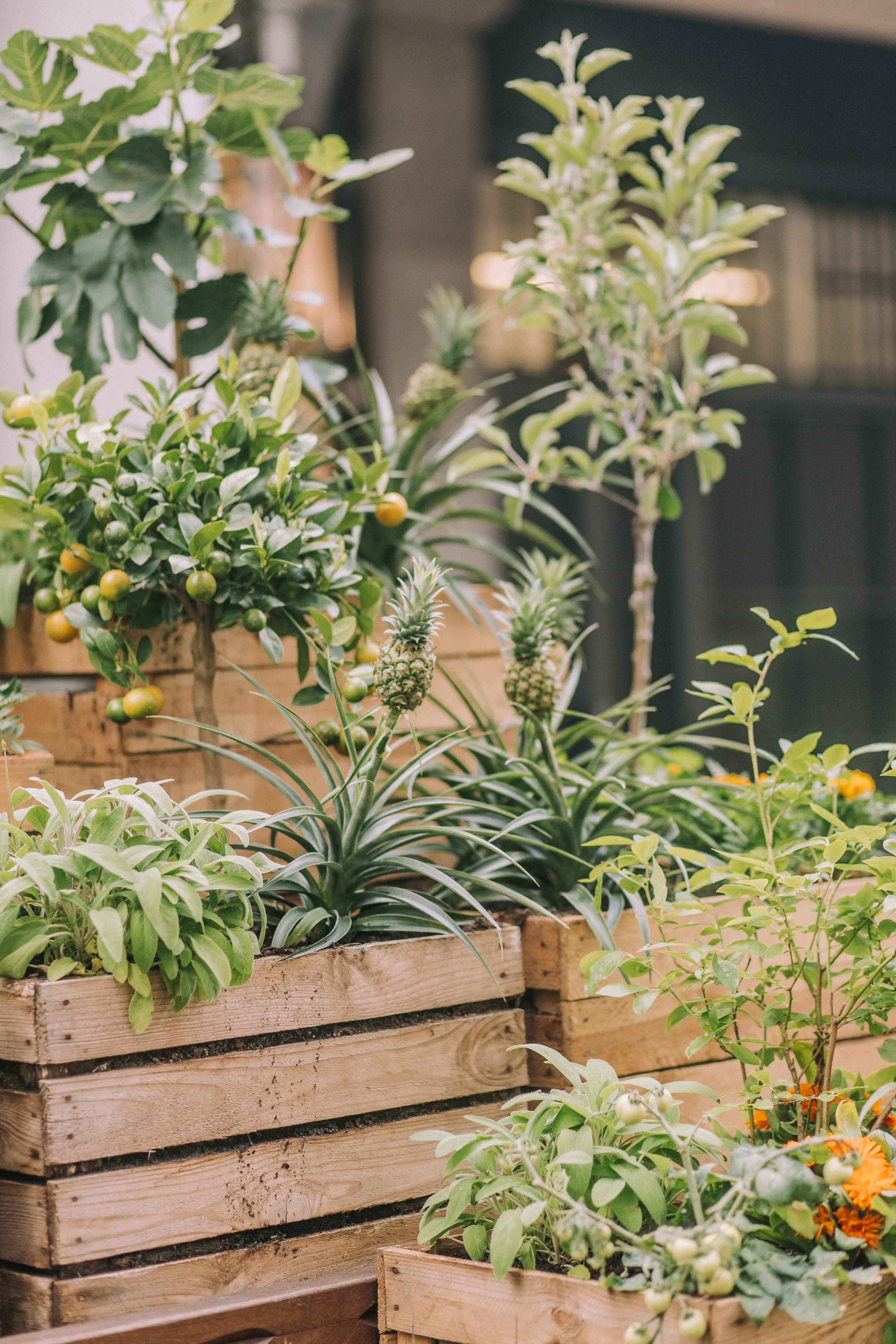 Covent Gardening Easiest Vegetables Grow Home 5801 Page 3 Image 0001